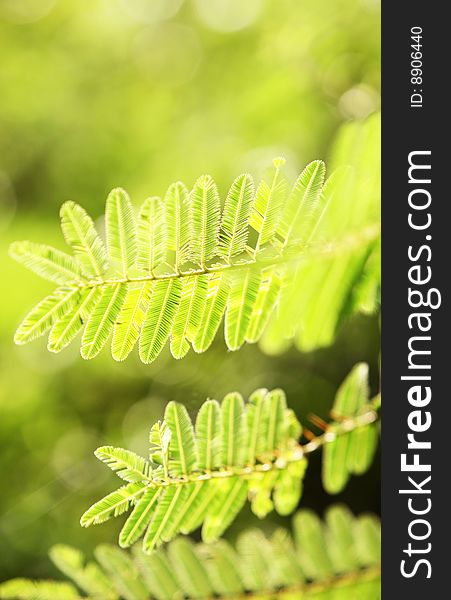 Close up of green leaves