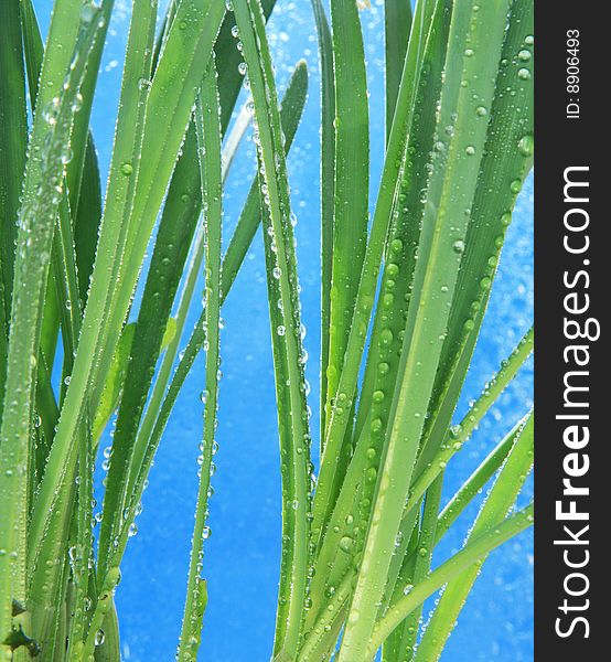 Macro photo of greens with water drops. Macro photo of greens with water drops