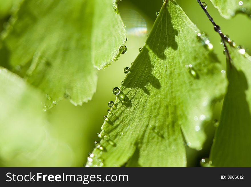 Green leaf with drops of water