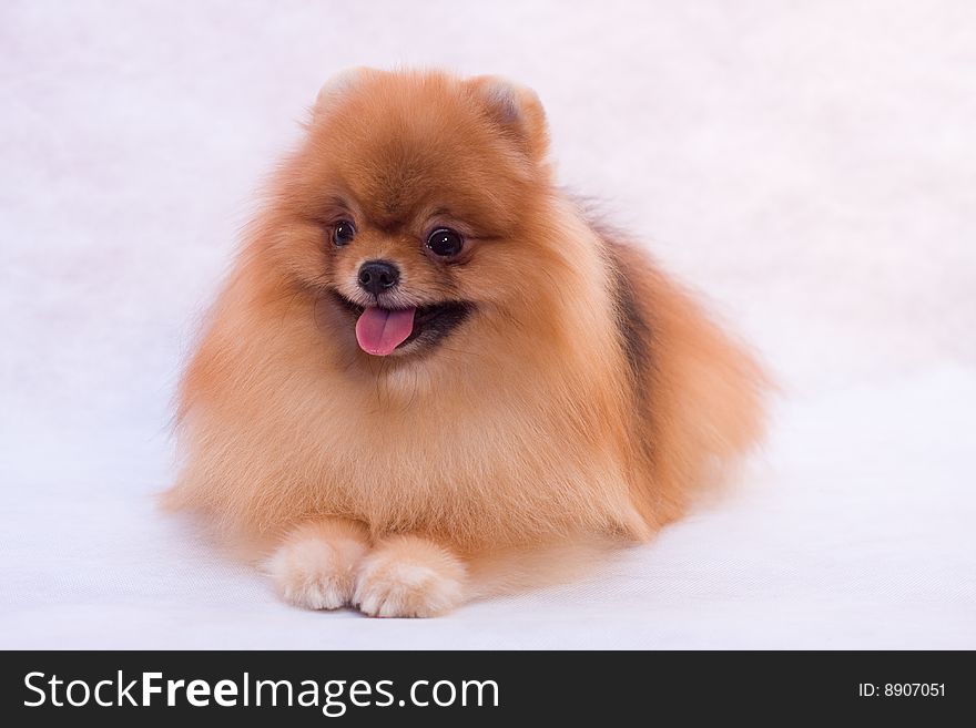 Pomeranian spitz on white background