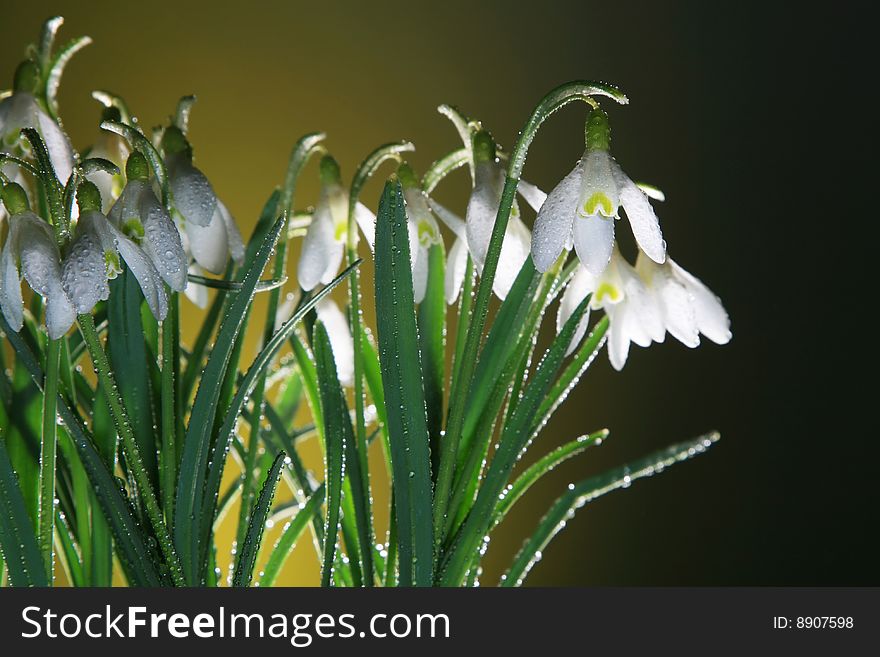 Snowdrops with water drops on yellow background. Snowdrops with water drops on yellow background