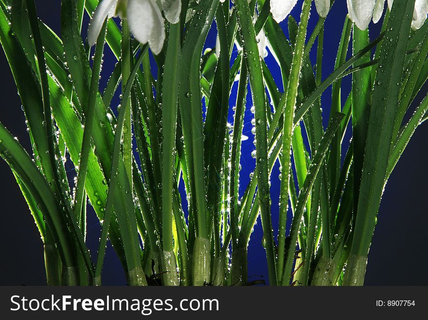 snowdrops with water drops on blue background. snowdrops with water drops on blue background