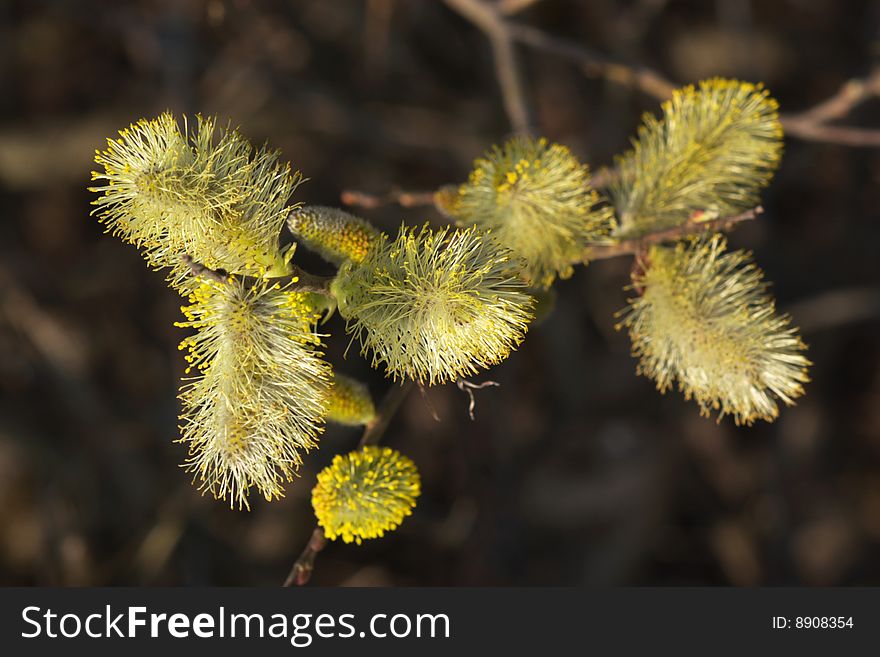 Blossom pussy willow in spring