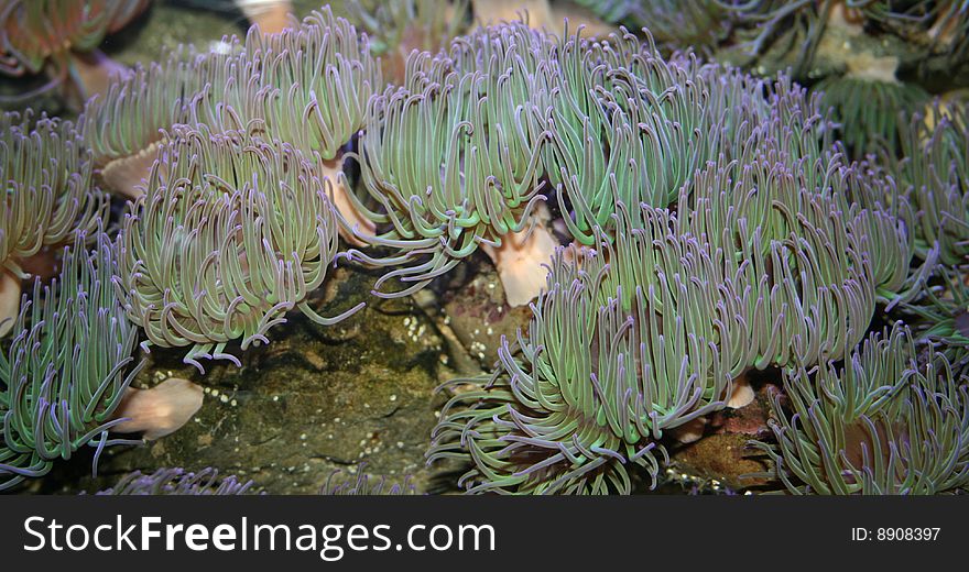 Coral swaying in the water