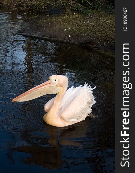 A white pelican swimming in a pool. A white pelican swimming in a pool.