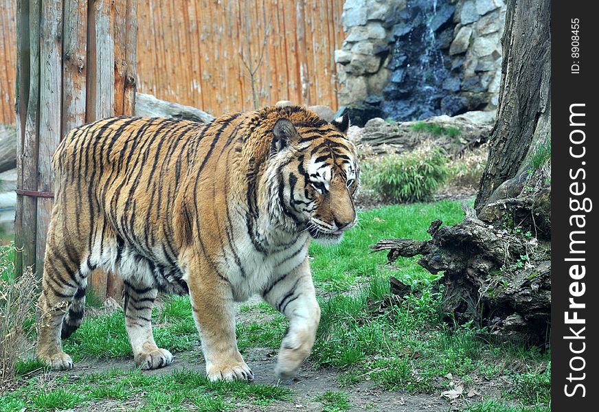 Bengal tiger walking on the grass