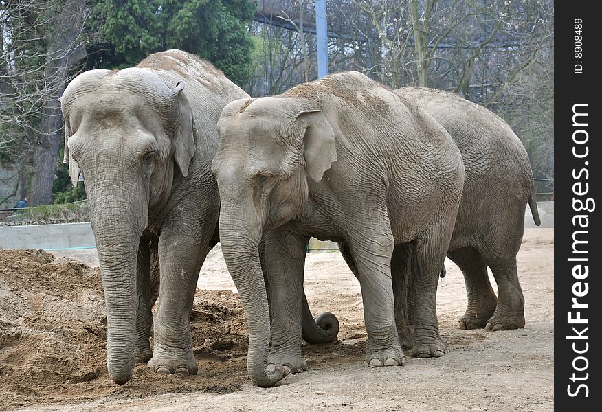Three huge elephants on sand