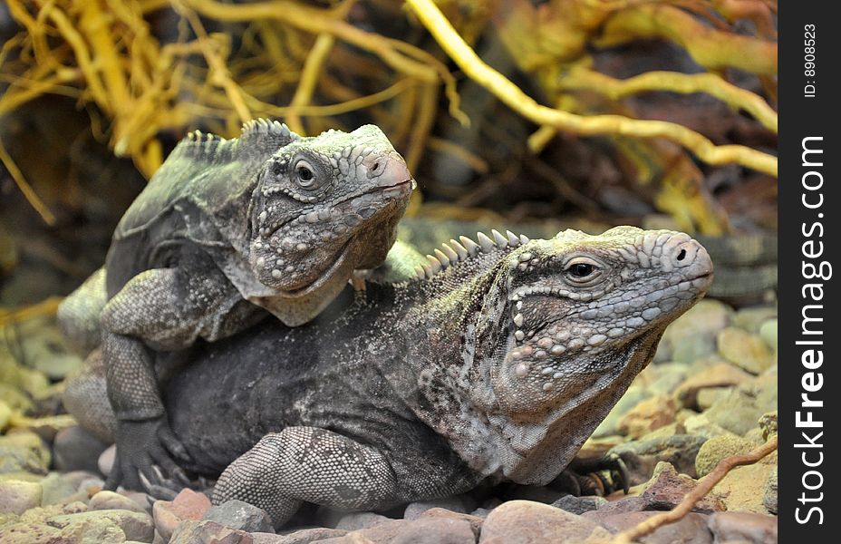 Two black iguanas close together