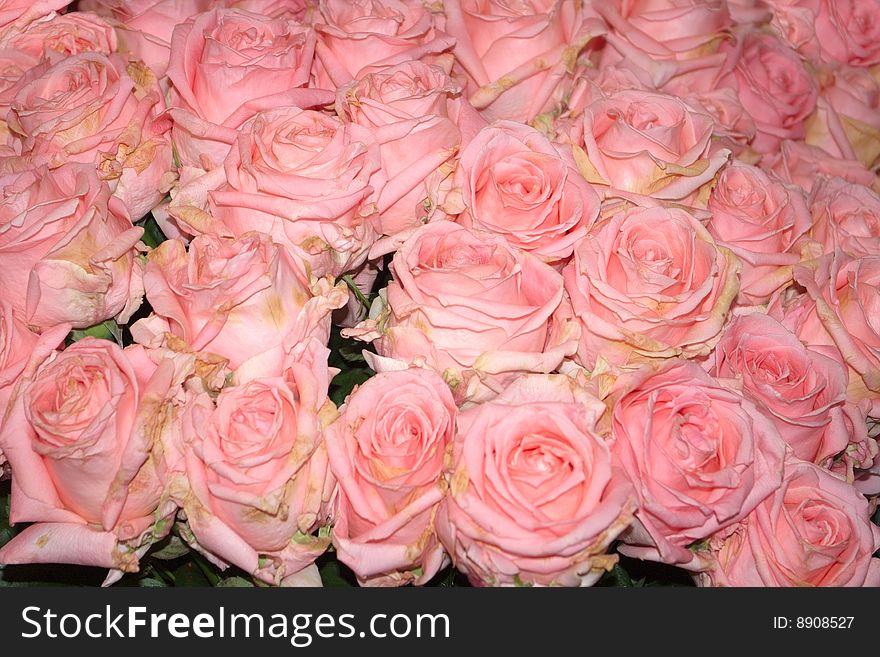 Bed of Pink Roses as a Nice Background