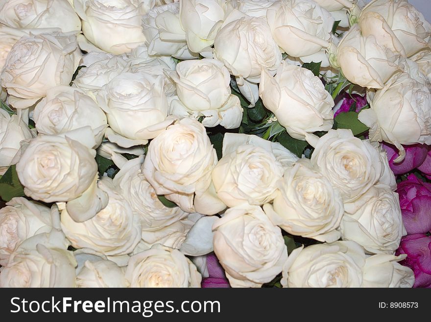 Bed of White Roses as a Nice Background