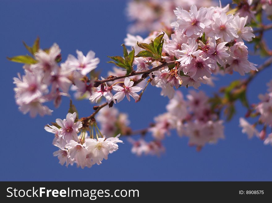 Cherry spring pink blossom, blurry background. Cherry spring pink blossom, blurry background.