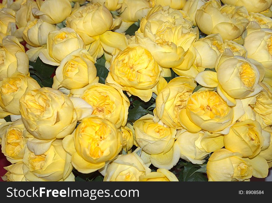 Bed of Yellow Roses as a Nice Background