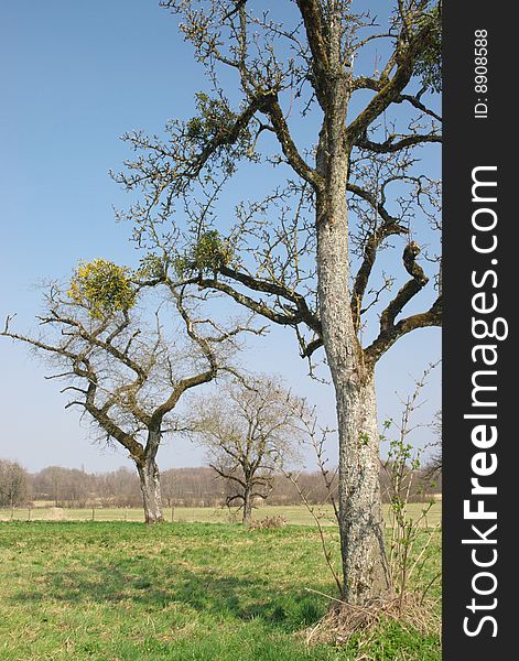 Old bare trees in spring field, vertical