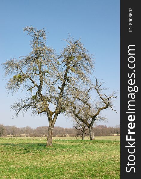 Old bare trees in spring field, vertical. Old bare trees in spring field, vertical