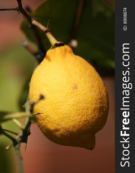 A mediterranean selvatic lemon close up. A mediterranean selvatic lemon close up