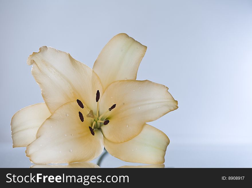 Close-up view of nice fresh lily on gray  back.