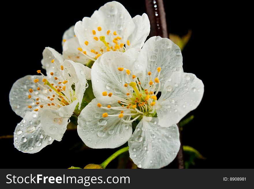 Spring Blooming Flowers in Studio