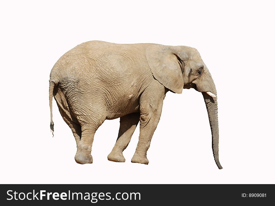 African Elephant On White