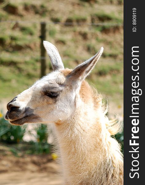 Llama or alpaca in an enclosure on a farm.