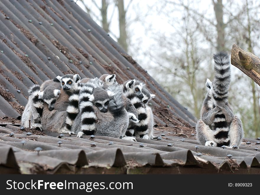 A group of lemurs, 1 of them hides behind his tail