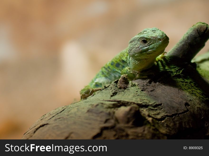 Lizard sitting on a branch in a terrarium