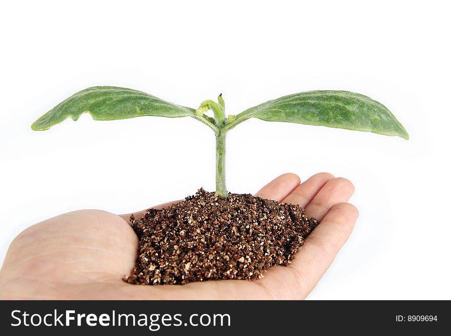 Care seedling in the hand on white background
