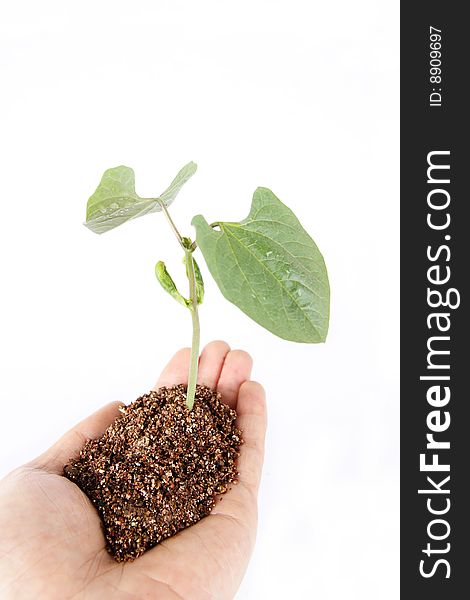 The seedling on white background