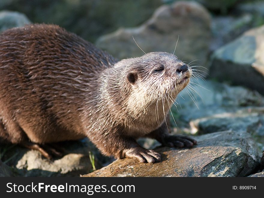 An otter begging for a kiss ?