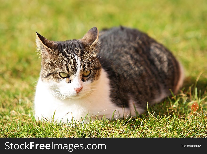 Cat on a grass, with a devilish look. Cat on a grass, with a devilish look