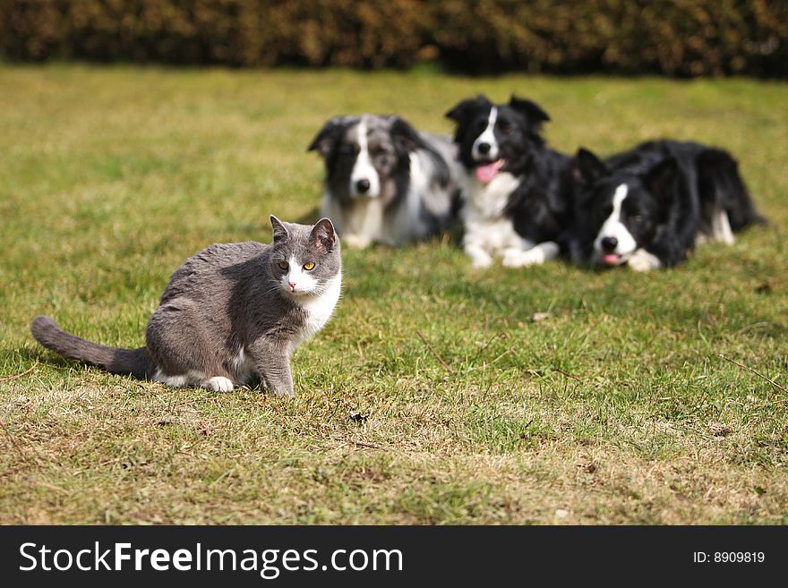 Three dogs fixing their gaze on a grey cat. Three dogs fixing their gaze on a grey cat