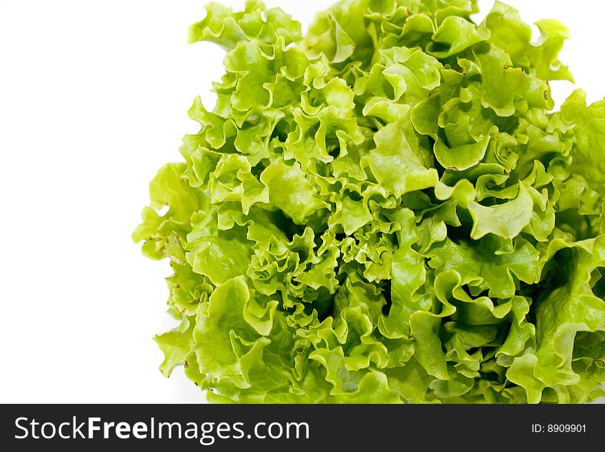 Fresh green leaf of salad on a white background