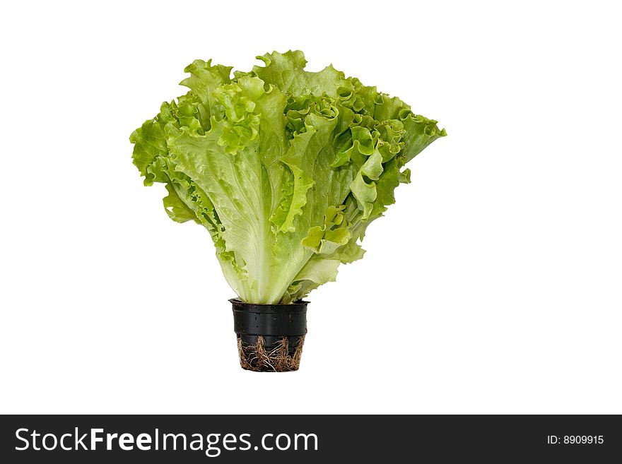 Fresh green leaf of salad on a white background. Fresh green leaf of salad on a white background