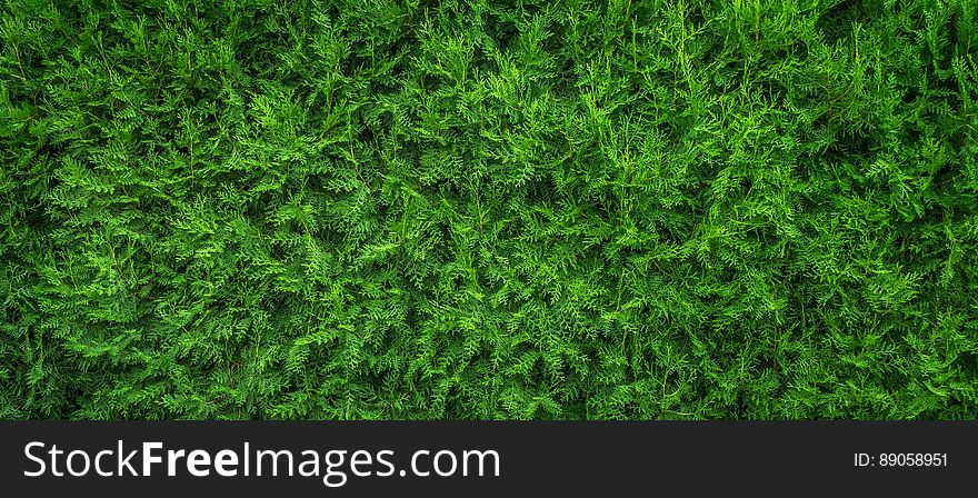 A close up of a green thuja tree.