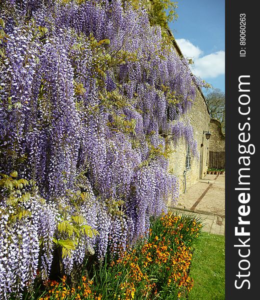 Lavender flowers blooming in garden by tall wall. Lavender flowers blooming in garden by tall wall.