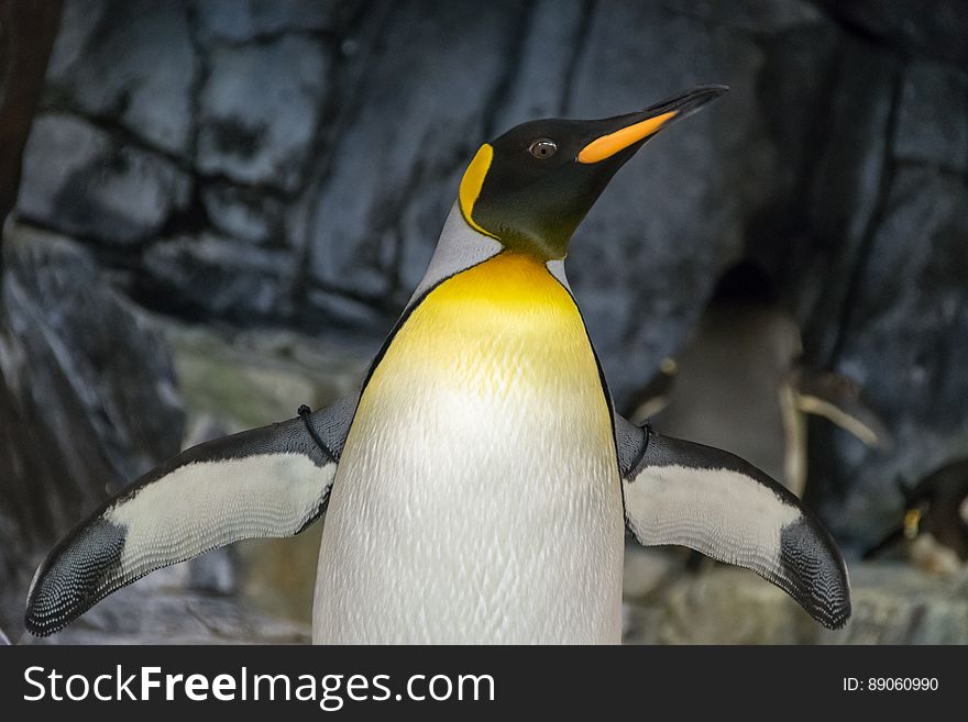 Emperor Penguin With Wings Sapread