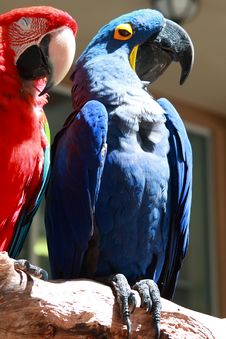 Colorful Parrots Royalty Free Stock Images Colorful Parrots Royalty Free Stock Images