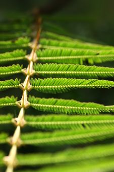 Green Leaves Stock Image Green Leaves Stock Image