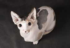 Young Sphinx Cat Stock Images