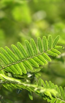 Green Leaves Royalty Free Stock Images Green Leaves Royalty Free Stock Images
