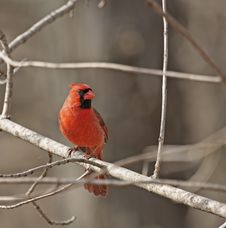 Cardinal Royalty Free Stock Image