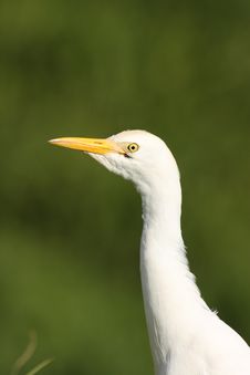 Cattle Egret Royalty Free Stock Photography