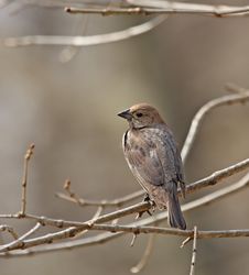 Brown-headed Cowbird Stock Photo Brown-headed Cowbird Stock Photo