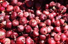 Red Onions Royalty Free Stock Image Red Onions Royalty Free Stock Image