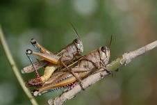 Grasshoppers Couple Royalty Free Stock Images