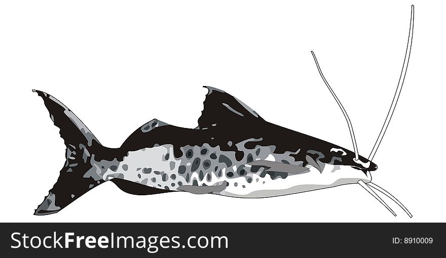 Art illustration of a mandi fish, Pimelodus sp