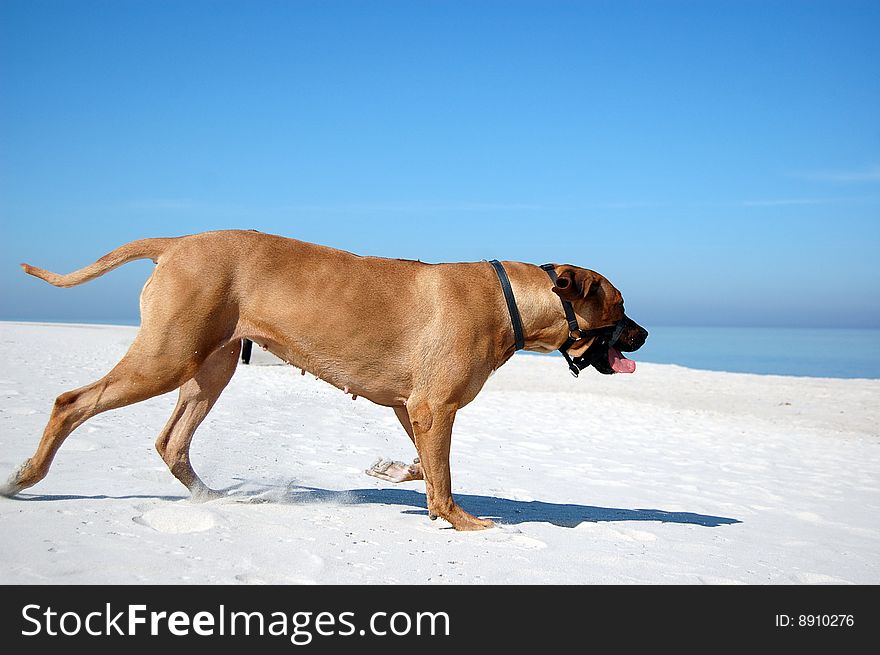 Dog wearing a muzzle, walking on the beach. Dog wearing a muzzle, walking on the beach