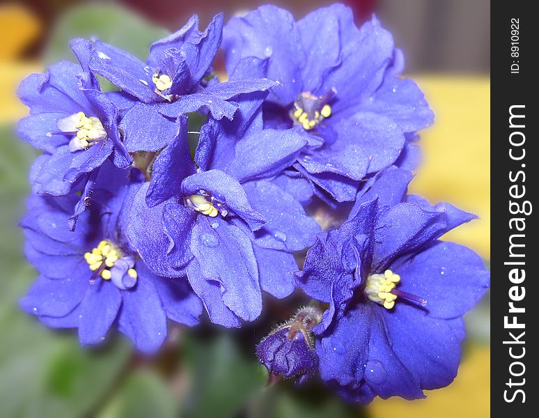 Beautiful violet on background green sheet