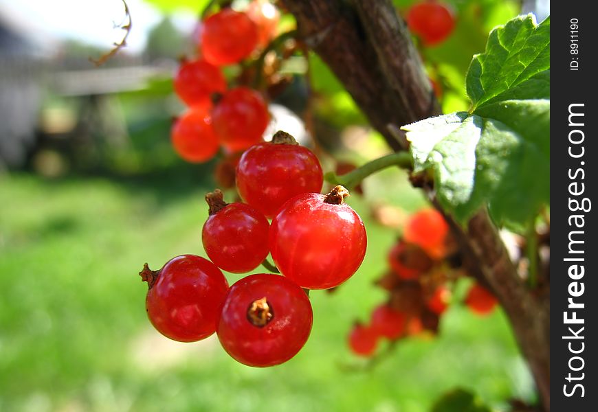 Branch of red currant with berries and leaves