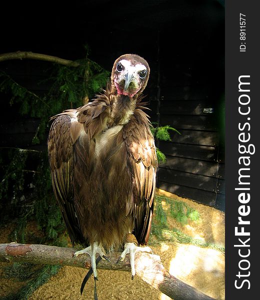 Captive vulture sat on a branch. Captive vulture sat on a branch