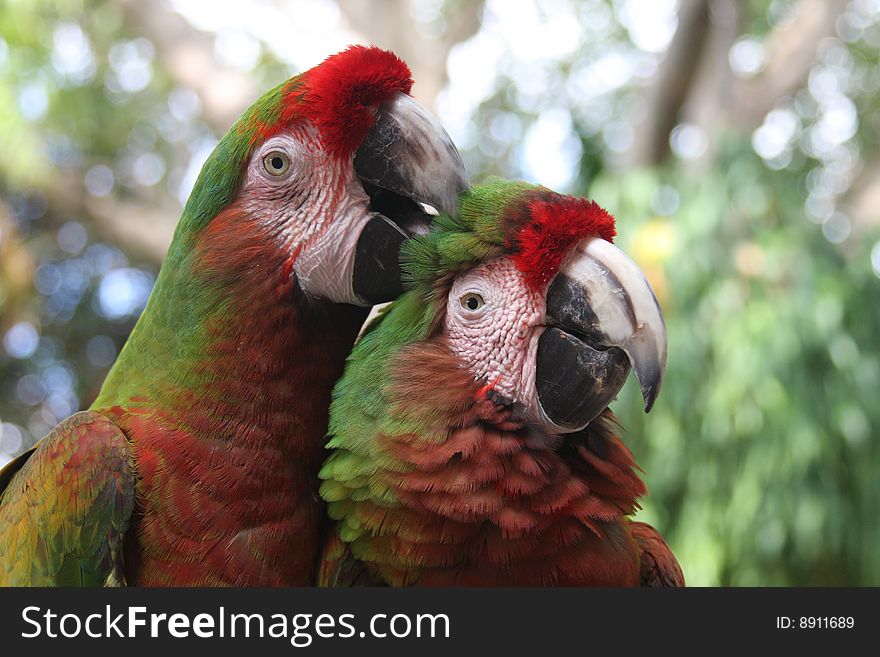 Colorful parrot billing its mate. Colorful parrot billing its mate.